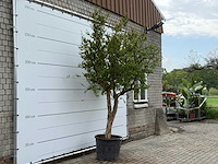 Granaatappelboom m - punica granatum - hoogte ca. 280 cm - afbeelding 3 van  5