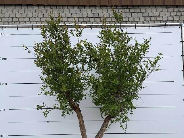 Granaatappelboom m - punica granatum - hoogte ca. 280 cm - afbeelding 4 van  5