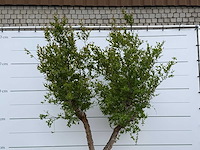 Granaatappelboom m - punica granatum - hoogte ca. 280 cm - afbeelding 4 van  5