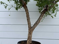 Granaatappelboom m - punica granatum - hoogte ca. 280 cm - afbeelding 5 van  5