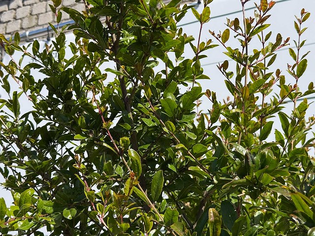 Granaatappelboom m - punica granatum m - hoogte ca. 230 cm - afbeelding 1 van  5