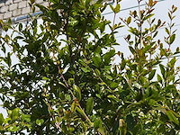 Granaatappelboom m - punica granatum m - hoogte ca. 230 cm - afbeelding 1 van  5