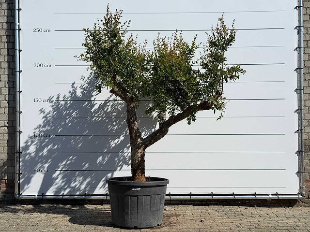 Granaatappelboom m - punica granatum m - hoogte ca. 230 cm - afbeelding 2 van  5