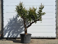 Granaatappelboom m - punica granatum m - hoogte ca. 230 cm