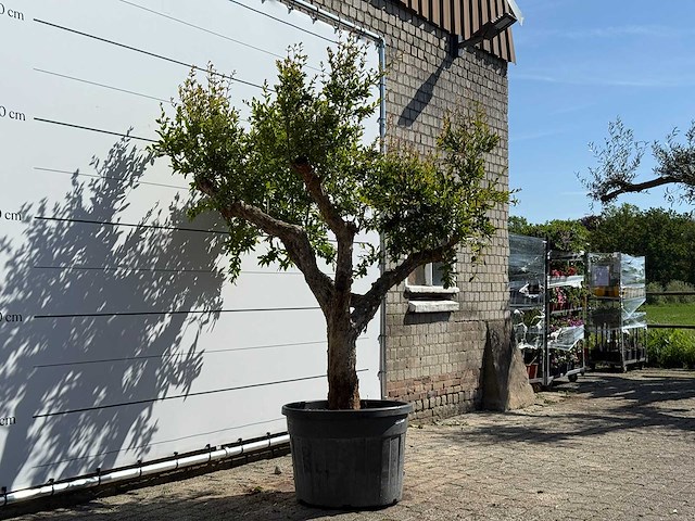 Granaatappelboom m - punica granatum m - hoogte ca. 230 cm - afbeelding 3 van  5