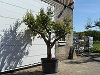 Granaatappelboom m - punica granatum m - hoogte ca. 230 cm - afbeelding 3 van  5