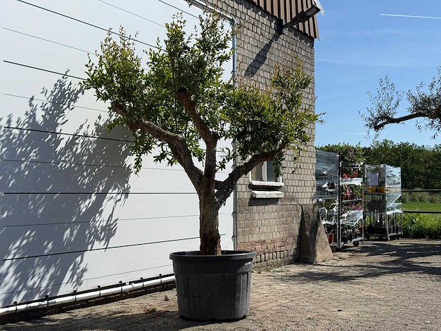 Granaatappelboom m - punica granatum m - hoogte ca. 230 cm - afbeelding 4 van  5