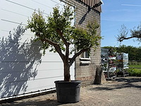 Granaatappelboom m - punica granatum m - hoogte ca. 230 cm - afbeelding 4 van  5