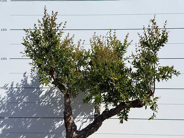 Granaatappelboom m - punica granatum m - hoogte ca. 230 cm - afbeelding 5 van  5