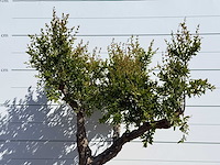 Granaatappelboom m - punica granatum m - hoogte ca. 230 cm - afbeelding 5 van  5