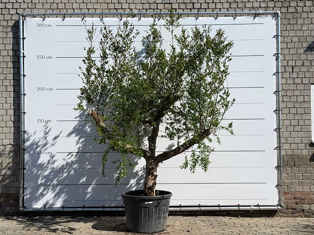 Granaatappelboom m - punica granatum m - hoogte ca. 290 cm - afbeelding 1 van  7