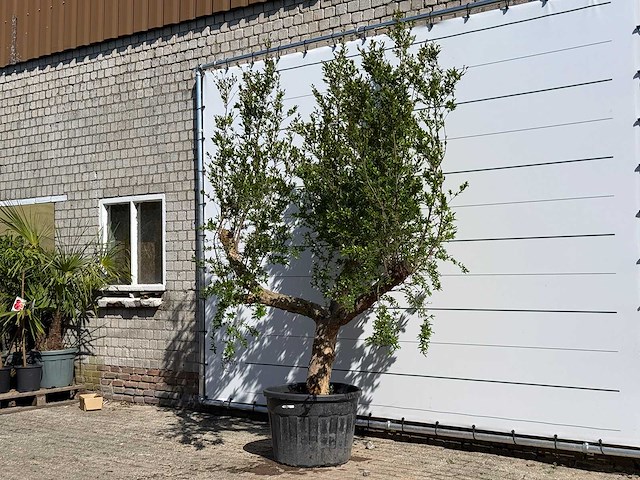 Granaatappelboom m - punica granatum m - hoogte ca. 290 cm - afbeelding 2 van  7