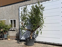 Granaatappelboom m - punica granatum m - hoogte ca. 290 cm - afbeelding 2 van  7