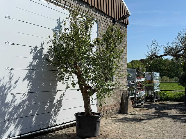 Granaatappelboom m - punica granatum m - hoogte ca. 290 cm - afbeelding 3 van  7