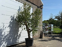 Granaatappelboom m - punica granatum m - hoogte ca. 290 cm - afbeelding 3 van  7