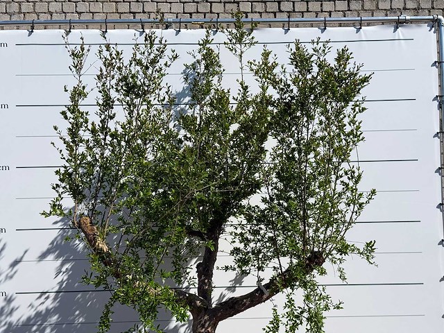 Granaatappelboom m - punica granatum m - hoogte ca. 290 cm - afbeelding 5 van  7
