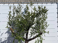Granaatappelboom m - punica granatum m - hoogte ca. 290 cm - afbeelding 5 van  7