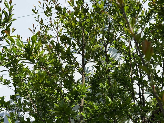 Granaatappelboom m - punica granatum m - hoogte ca. 290 cm - afbeelding 6 van  7