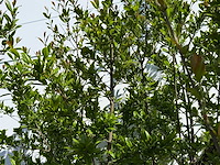 Granaatappelboom m - punica granatum m - hoogte ca. 290 cm - afbeelding 6 van  7