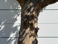 Granaatappelboom m - punica granatum m - hoogte ca. 290 cm - afbeelding 7 van  7
