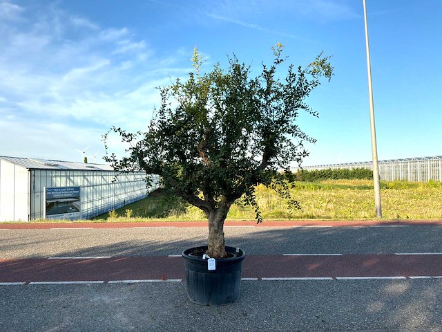 Granaatappelboom (punica granatum) - afbeelding 1 van  1