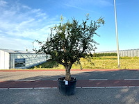 Granaatappelboom (punica granatum)