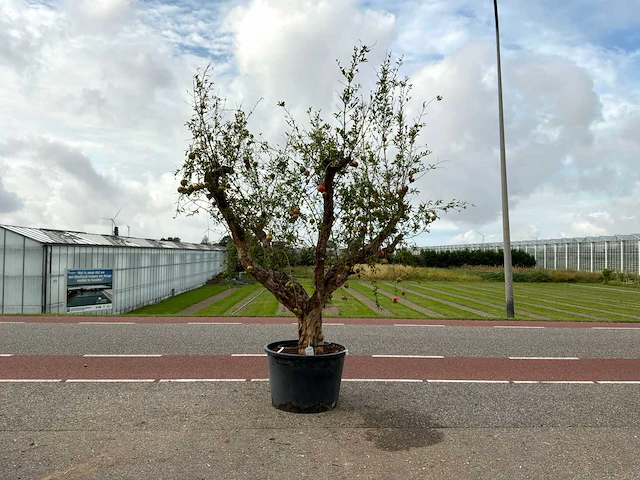 Granaatappelboom (punica granatum) - afbeelding 1 van  1