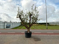 Granaatappelboom (punica granatum)