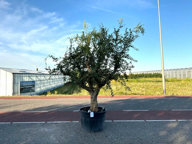Granaatappelboom (punica granatum) - afbeelding 1 van  1