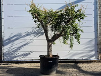 Granaatappelboom xl - punica granatum - hoogte ca. 230 cm - afbeelding 1 van  3