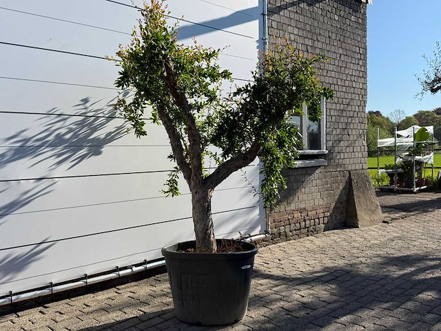 Granaatappelboom xl - punica granatum - hoogte ca. 230 cm - afbeelding 2 van  3