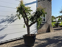 Granaatappelboom xl - punica granatum - hoogte ca. 230 cm - afbeelding 2 van  3