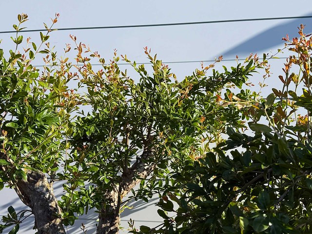 Granaatappelboom xl - punica granatum - hoogte ca. 230 cm - afbeelding 3 van  3