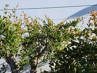Granaatappelboom xl - punica granatum - hoogte ca. 230 cm - afbeelding 3 van  3