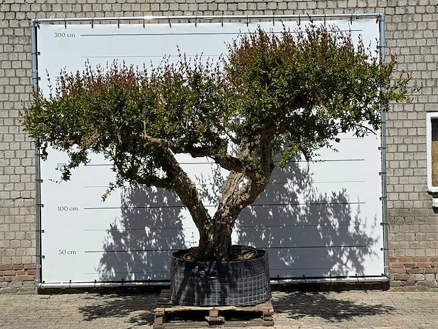 Granaatappelboom xxl - punica granatum - ca. 100 jaar oud - hoogte ca. 280 cm - afbeelding 1 van  8