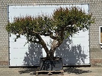 Granaatappelboom xxl - punica granatum - ca. 100 jaar oud - hoogte ca. 280 cm - afbeelding 1 van  8