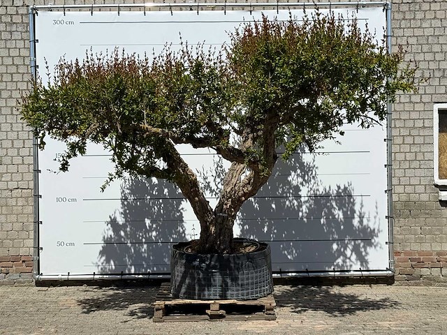 Granaatappelboom xxl - punica granatum - ca. 100 jaar oud - hoogte ca. 280 cm - afbeelding 2 van  8