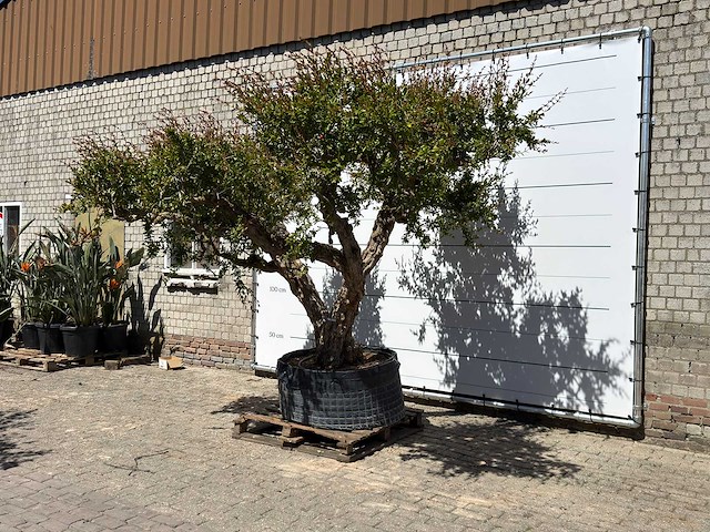 Granaatappelboom xxl - punica granatum - ca. 100 jaar oud - hoogte ca. 280 cm - afbeelding 3 van  8