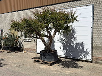 Granaatappelboom xxl - punica granatum - ca. 100 jaar oud - hoogte ca. 280 cm - afbeelding 3 van  8