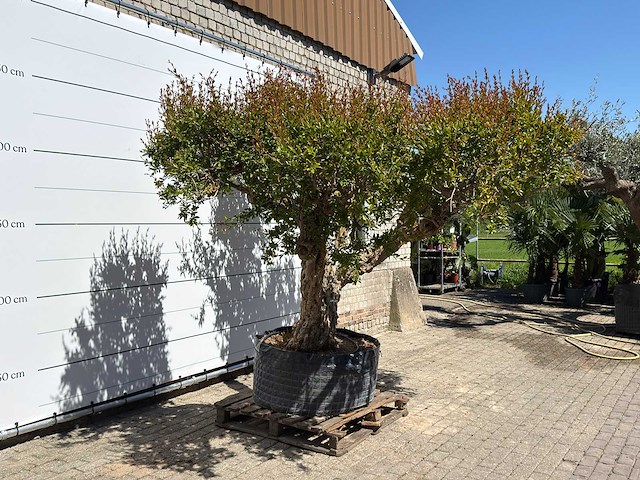 Granaatappelboom xxl - punica granatum - ca. 100 jaar oud - hoogte ca. 280 cm - afbeelding 4 van  8