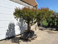 Granaatappelboom xxl - punica granatum - ca. 100 jaar oud - hoogte ca. 280 cm - afbeelding 4 van  8