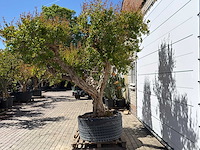 Granaatappelboom xxl - punica granatum - ca. 100 jaar oud - hoogte ca. 280 cm - afbeelding 5 van  8