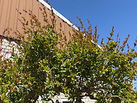 Granaatappelboom xxl - punica granatum - ca. 100 jaar oud - hoogte ca. 280 cm - afbeelding 7 van  8