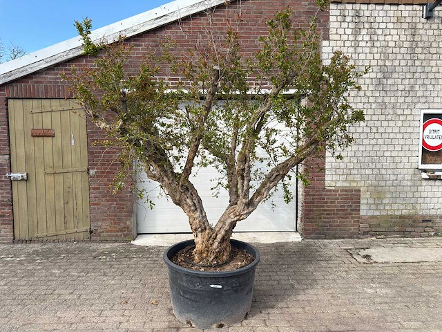 Granaatappelboom xxl - punica granatum - hoogte ca. 250 cm - afbeelding 1 van  9