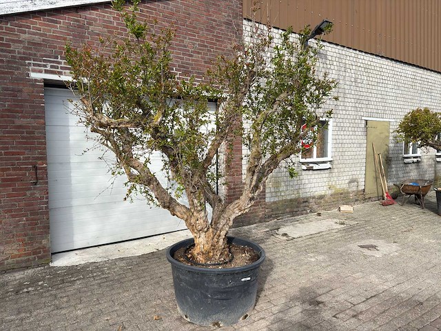 Granaatappelboom xxl - punica granatum - hoogte ca. 250 cm - afbeelding 2 van  9