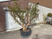 Granaatappelboom xxl - punica granatum - hoogte ca. 250 cm - afbeelding 2 van  9
