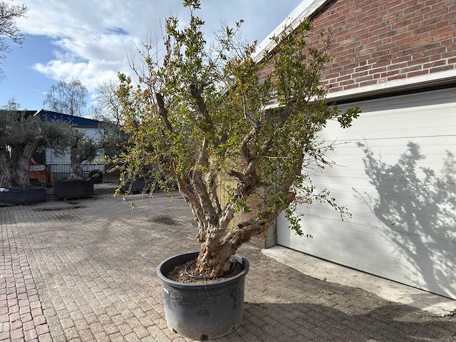Granaatappelboom xxl - punica granatum - hoogte ca. 250 cm - afbeelding 3 van  9