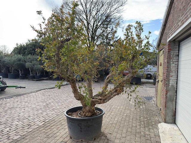 Granaatappelboom xxl - punica granatum - hoogte ca. 250 cm - afbeelding 4 van  9