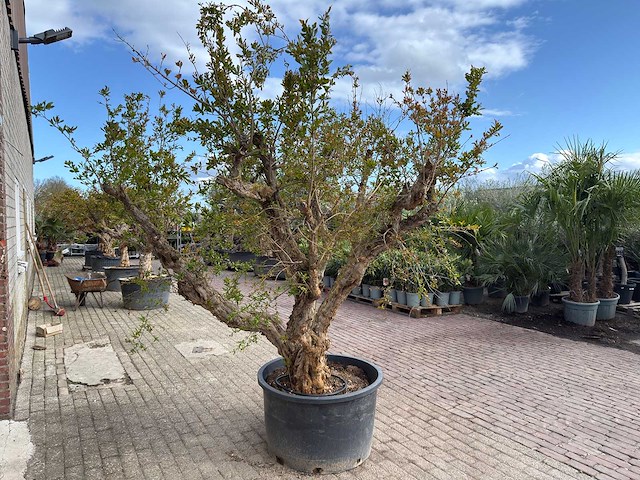 Granaatappelboom xxl - punica granatum - hoogte ca. 250 cm - afbeelding 5 van  9