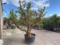 Granaatappelboom xxl - punica granatum - hoogte ca. 250 cm - afbeelding 5 van  9